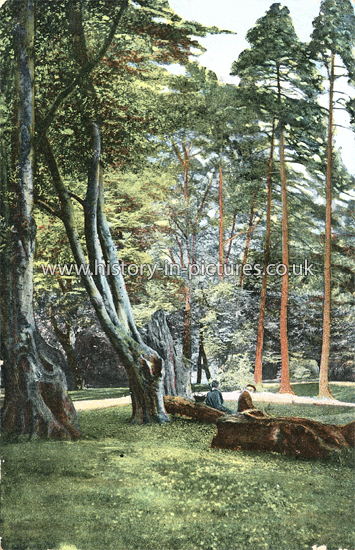 Beech Wood, Epping Forest, Essex. c.1907
